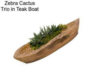 Zebra Cactus Trio in Teak Boat