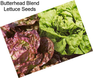 Butterhead Blend Lettuce Seeds