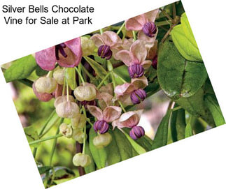 Silver Bells Chocolate Vine for Sale at Park