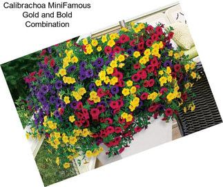 Calibrachoa MiniFamous Gold and Bold Combination