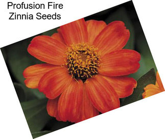 Profusion Fire Zinnia Seeds