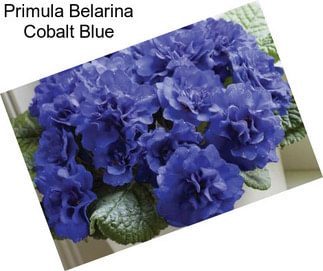 Primula Belarina Cobalt Blue