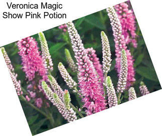 Veronica Magic Show Pink Potion