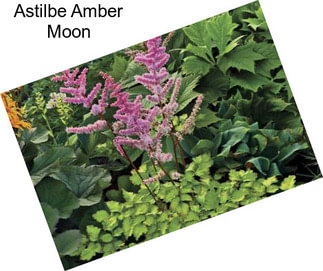 Astilbe Amber Moon