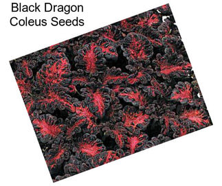 Black Dragon Coleus Seeds