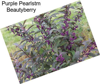 Purple Pearlstm Beautyberry