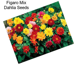 Figaro Mix Dahlia Seeds