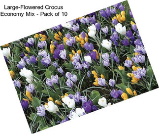 Large-Flowered Crocus Economy Mix - Pack of 10