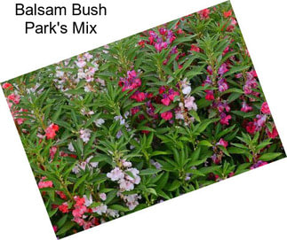 Balsam Bush Park\'s Mix