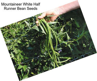 Mountaineer White Half Runner Bean Seeds