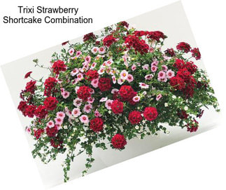 Trixi Strawberry Shortcake Combination