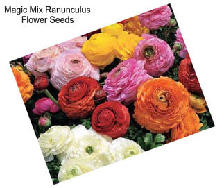 Magic Mix Ranunculus Flower Seeds