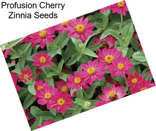 Profusion Cherry Zinnia Seeds