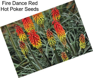 Fire Dance Red Hot Poker Seeds