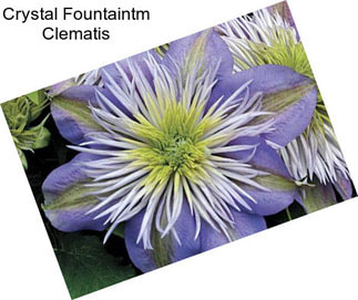 Crystal Fountaintm Clematis