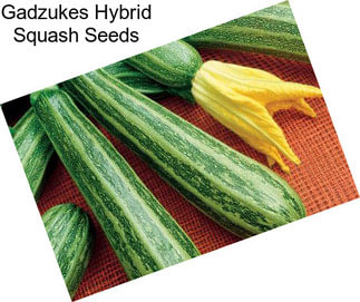 Gadzukes Hybrid Squash Seeds