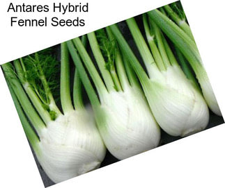 Antares Hybrid Fennel Seeds