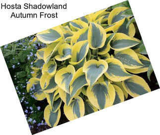 Hosta Shadowland Autumn Frost