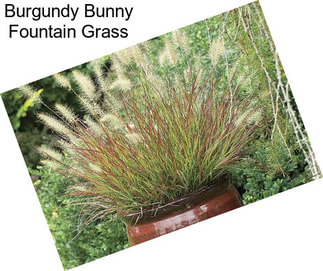 Burgundy Bunny Fountain Grass
