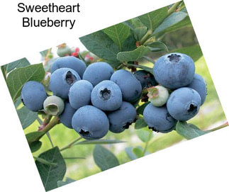 Sweetheart Blueberry