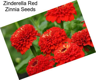 Zinderella Red Zinnia Seeds