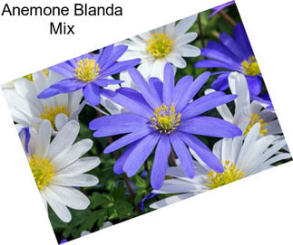 Anemone Blanda Mix