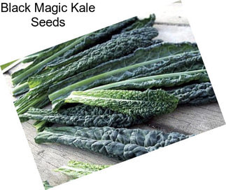 Black Magic Kale Seeds