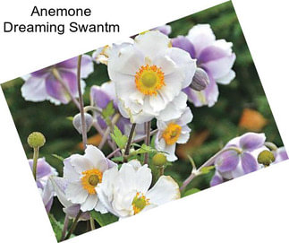 Anemone Dreaming Swantm