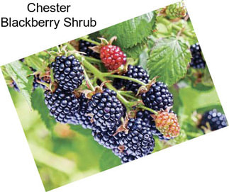 Chester Blackberry Shrub
