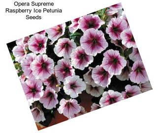 Opera Supreme Raspberry Ice Petunia Seeds