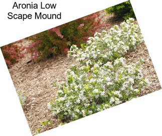 Aronia Low Scape Mound