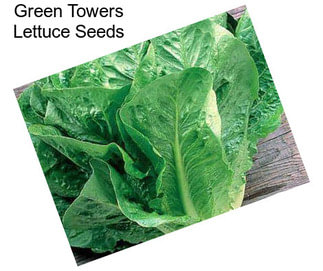 Green Towers Lettuce Seeds