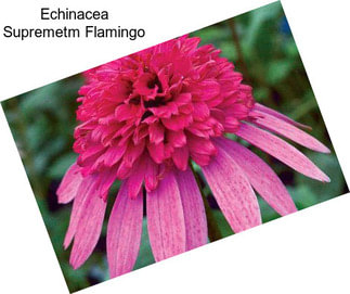 Echinacea Supremetm Flamingo