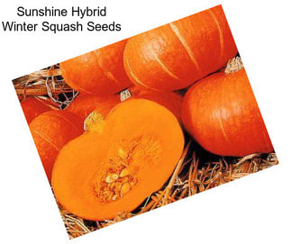 Sunshine Hybrid Winter Squash Seeds