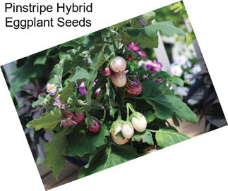 Pinstripe Hybrid Eggplant Seeds