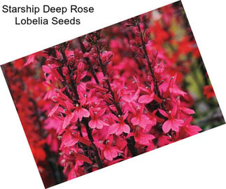 Starship Deep Rose Lobelia Seeds