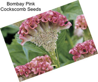 Bombay Pink Cockscomb Seeds