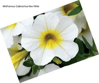 MiniFamous Calibrachoa Neo White