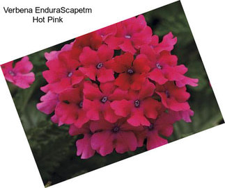 Verbena EnduraScapetm Hot Pink