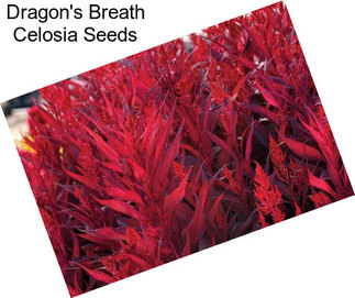 Dragon\'s Breath Celosia Seeds