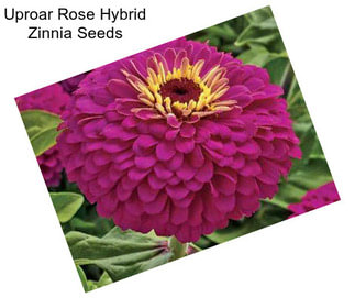 Uproar Rose Hybrid Zinnia Seeds