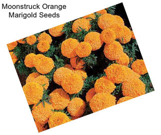 Moonstruck Orange Marigold Seeds