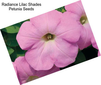 Radiance Lilac Shades Petunia Seeds