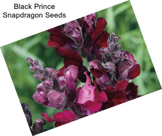Black Prince Snapdragon Seeds