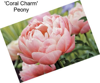 \'Coral Charm\' Peony