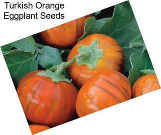Turkish Orange Eggplant Seeds