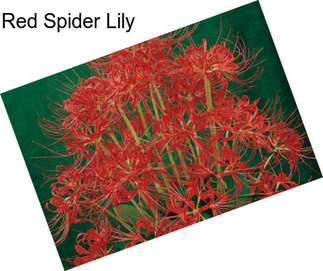 Red Spider Lily