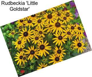 Rudbeckia \'Little Goldstar\'