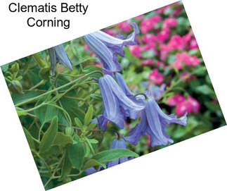 Clematis Betty Corning