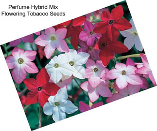Perfume Hybrid Mix Flowering Tobacco Seeds